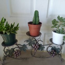 Plantas 