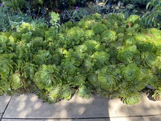 Beautiful Succulents