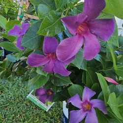 Beautiful blue-purple color, bushy and wide, 3 gal Mandeville flower plant
