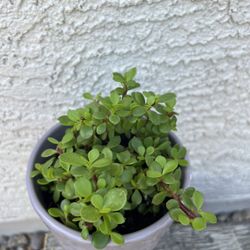 Succulent Plant 
