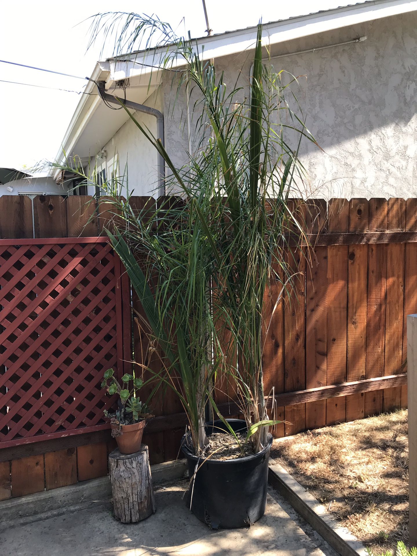 Six queen palm trees in 25 inch pot. At least two are over 5’. All wanting to be planted.