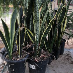 Plants
