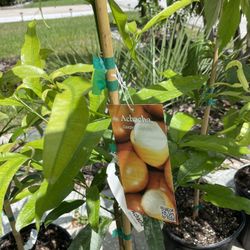 Achaha Tropical Plants 