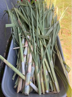 Free Organic Sugar Cane
