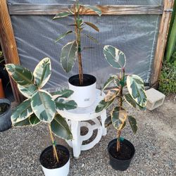 Rubber Plant 8" Pot $10 Each