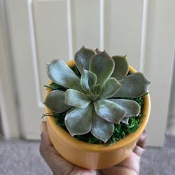 Live 4” Echeveria Indoor Low Light Succulent 