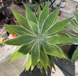 Large Variegated Foxtail Agave Plant