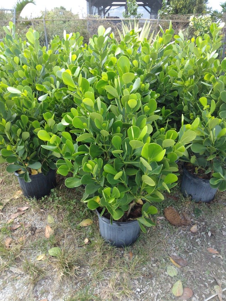 Clusia Tree Perfect For Privacy Make Your Own Fence We Also Have Organic Dirt