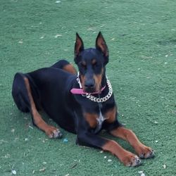 Artificial grass Used