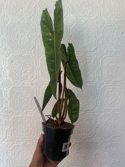 philodendron billietiae 🌱collector🌱