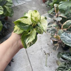 4” manjula pothos