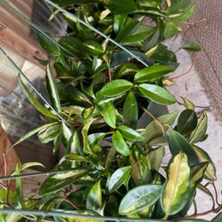 Hoya Krimson Queen Plants
