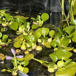 Water Hyacinth 