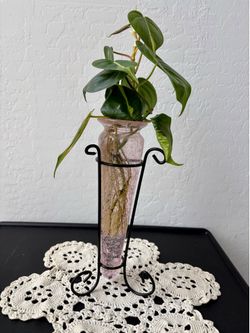 Philodendron Brasil Vining Live Plant in Pink Propagation Station