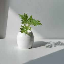 Lush Blooming Marigold plant/ Indoor Plant/ House Plant Flower Patio Garden