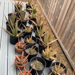aloe vera plants