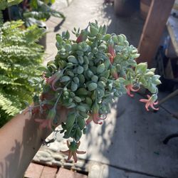 4” Cliff Cotyledon Pendens 
