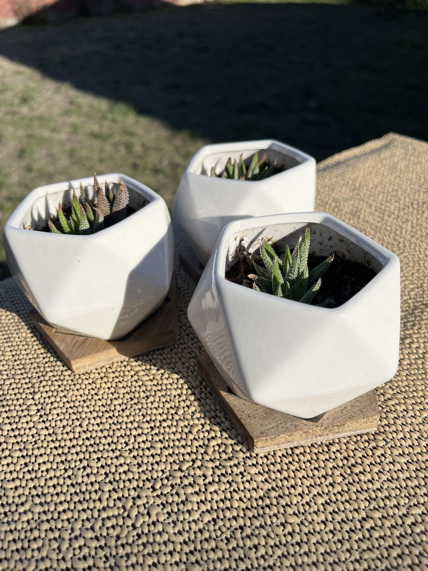 Three Aloe Plants In Mini Flower Pots 
