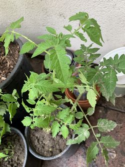 Organic red cherry tomato plant 1 gallon