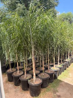 Queen palms 15 gal
