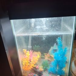 Fish Tank 