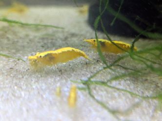 Yellow Shrimp Decorations (Neocaridina)