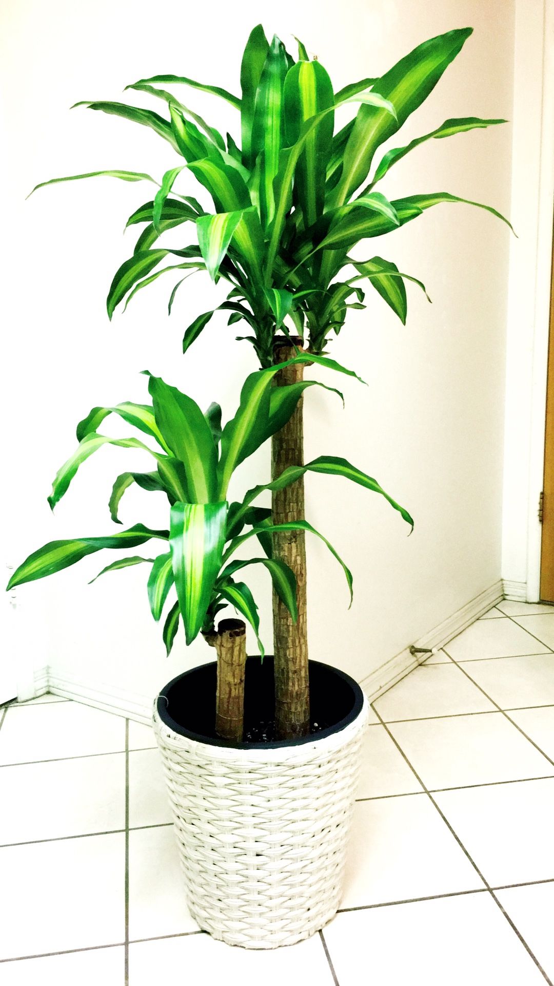 Fresh And Healthy Dracaena Massangeana - 4’6” - Basket Planter Not Included - Indoor/Outdoor/Office/Patio Plant