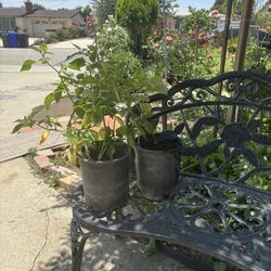 Tomatillo Planta / Mexican Husk Plant 