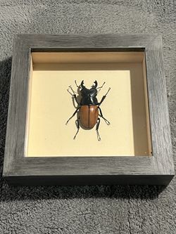Dried Beetle 1701
