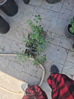 Tomato Plants Read Description 