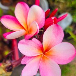 Plumerias Pink & Yellow Flowers 🌺🌿