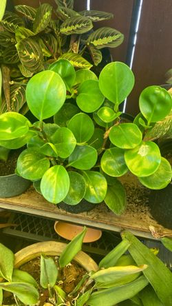 Planta Peperonia