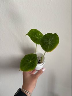 Alocasia Ivory Coast x2