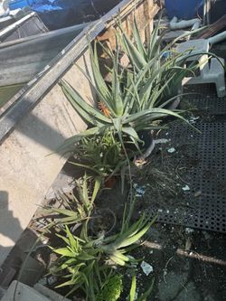 Aloe Plants All Sizes