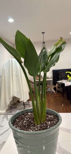 Plant Bird Of Peradise ( Orange Blossom)