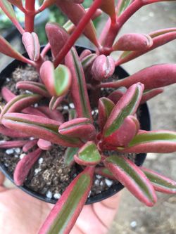 Succulents 4”