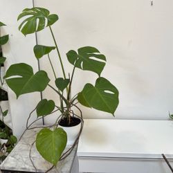 Beautiful Monstera  In 6 Inches White Pot