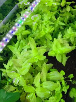 Bacopa Green Aquarium Plant