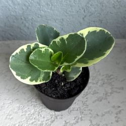 Variegated  Peperomia  Obtusifolia Plant 