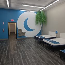 13 Ft Tall Weeping Willow Indoor Foliage