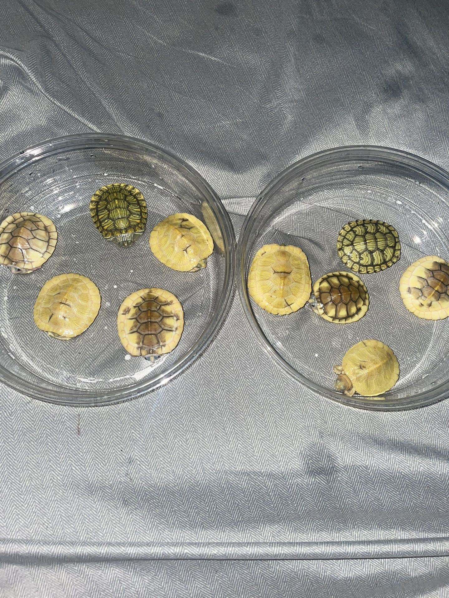 Reptile Supplies