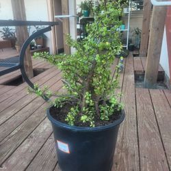 Healthy Elephant Bush Plants