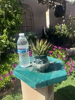 Succulents