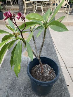 Plumeria