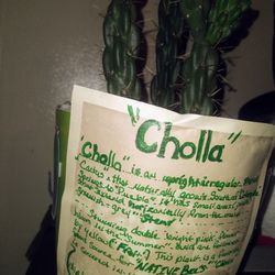 CHOLLA