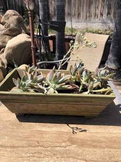 Wooden box of succulents