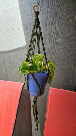 New Pothos Epipremnum Patricio and a handmade plant hanger.