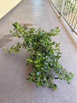 Goldfish Plant