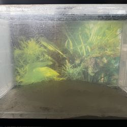 40 Gallon Fish Tank