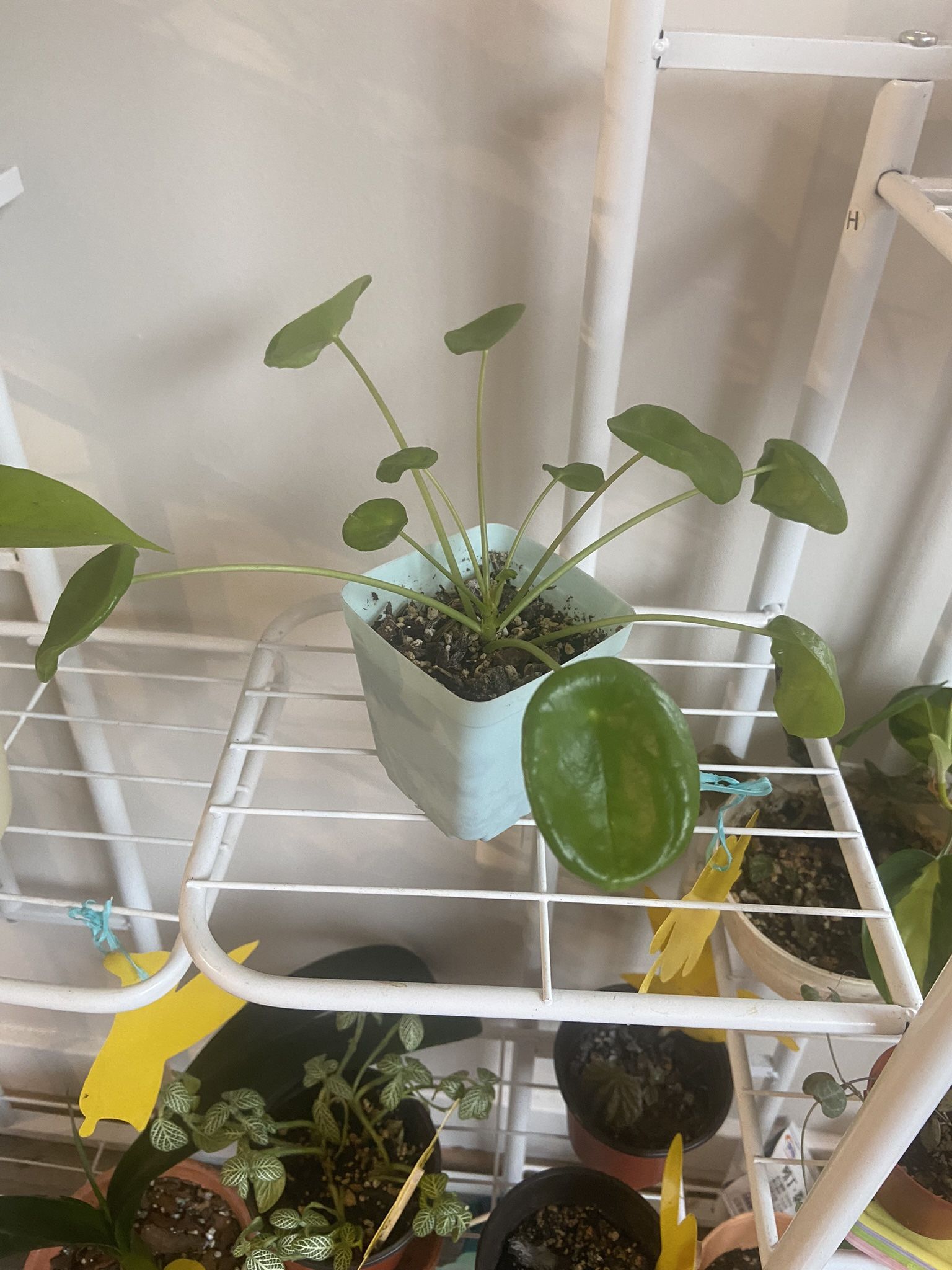 Chinese Money Plant, Pilea Perperomia, UFO Plant 3 In Pot